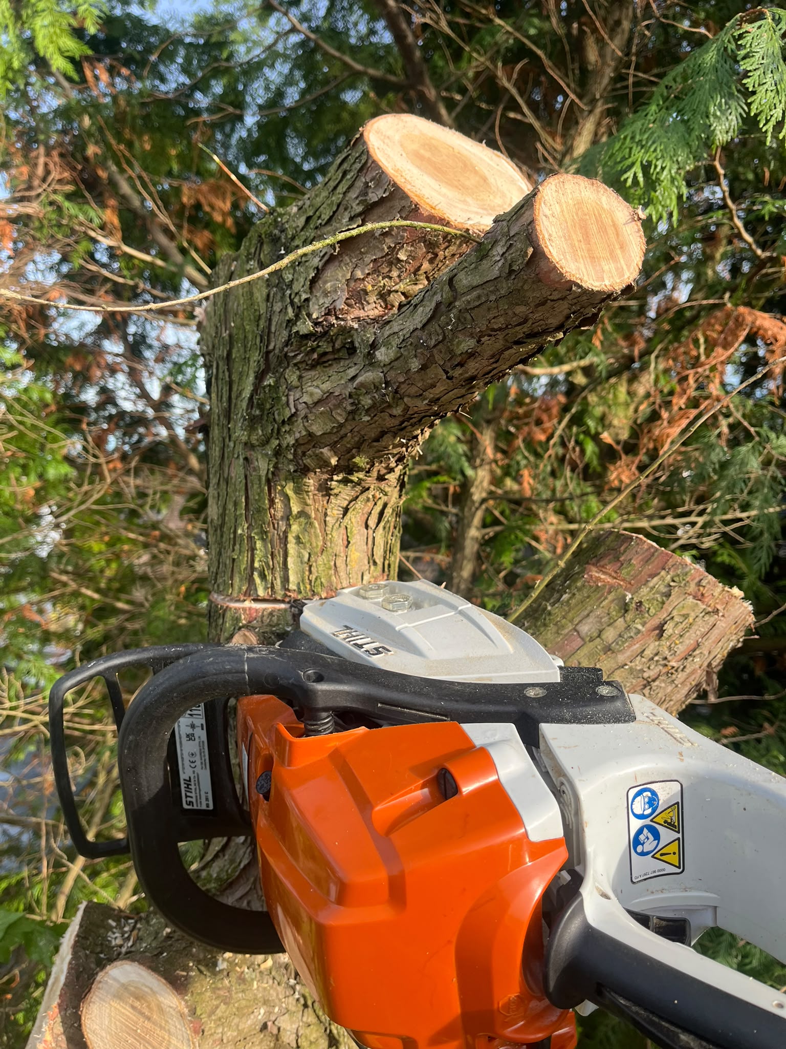 Großer Baum mit ausladender Krone im Gegenlicht
