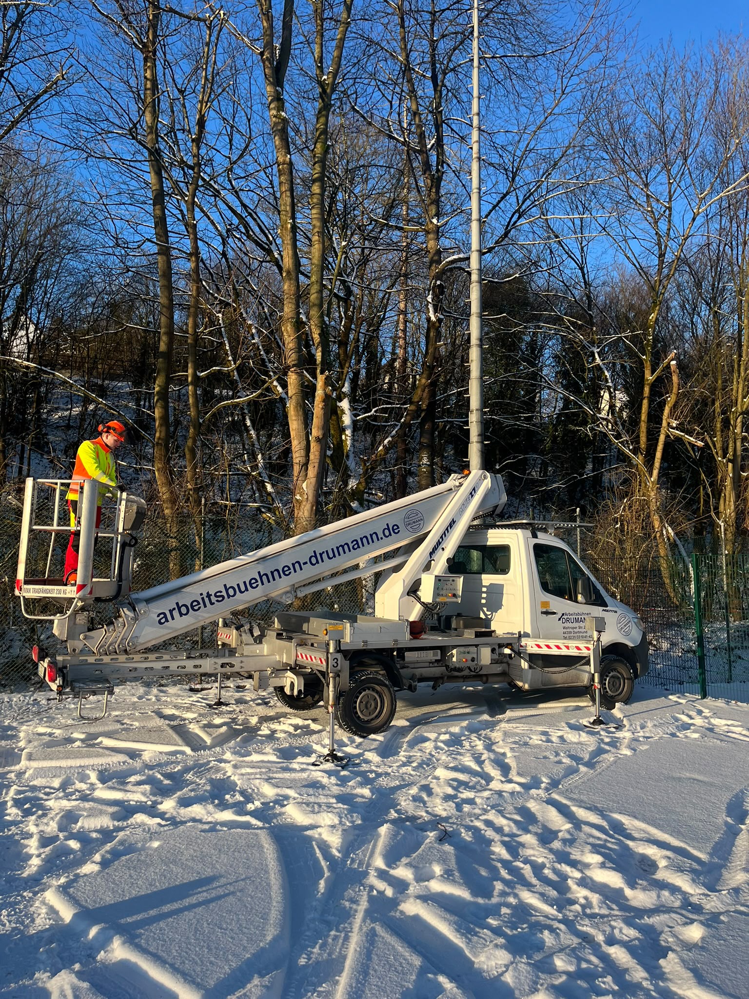 Lichtdurchflutete Baumkronen im Wald