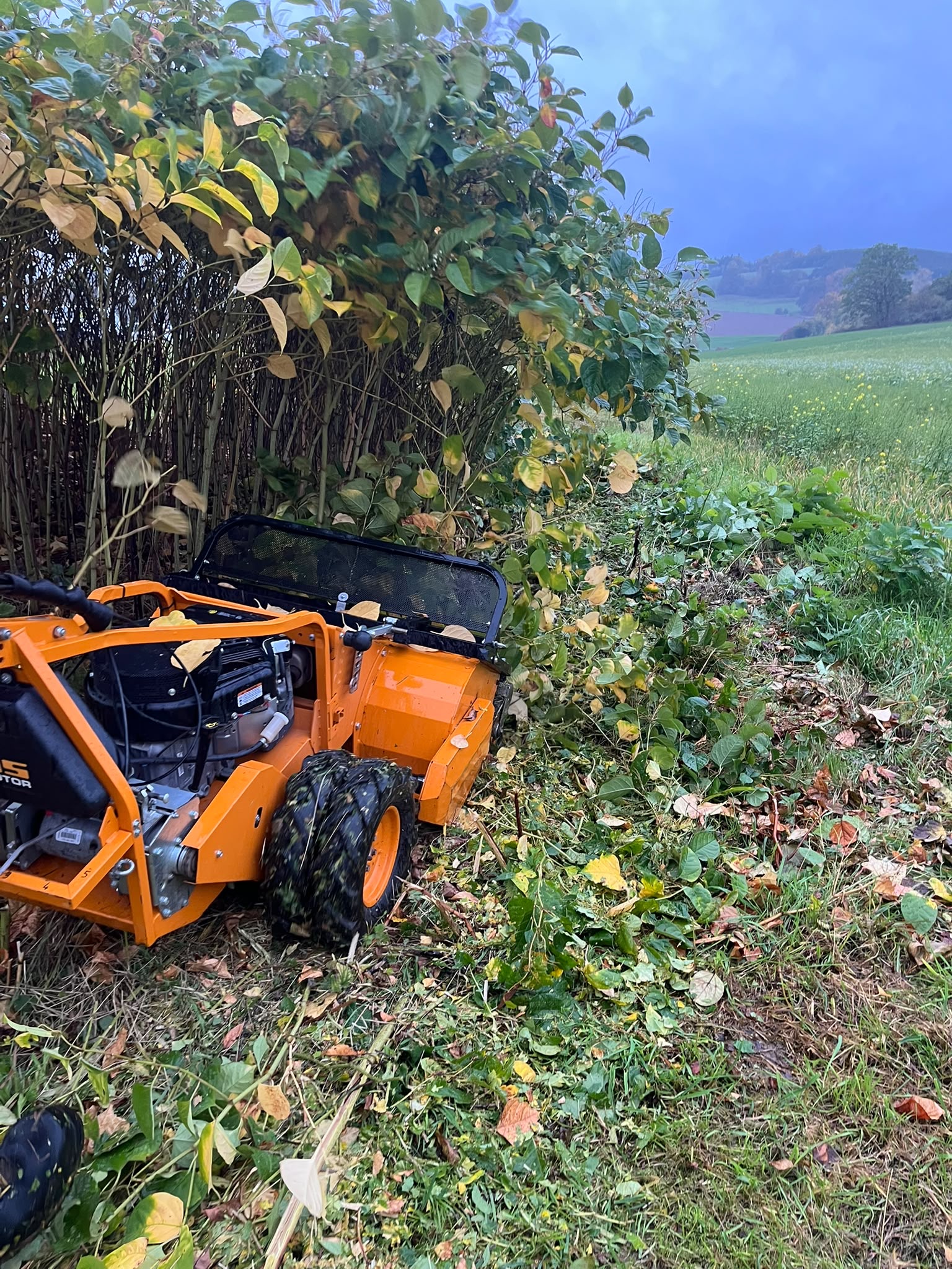 Akkurat geschnittene Hecke