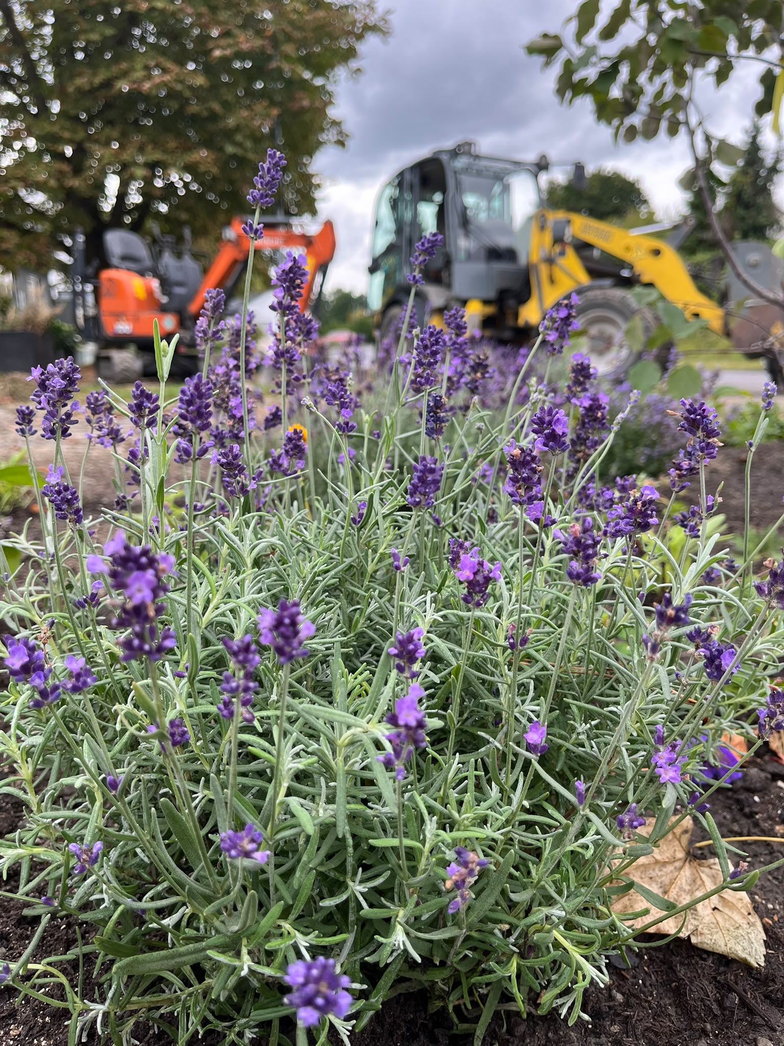 Gepflegter Garten mit Blumen