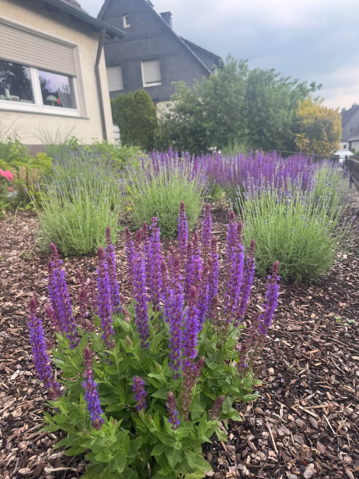 Violett blühendes Staudenbeet in Menden