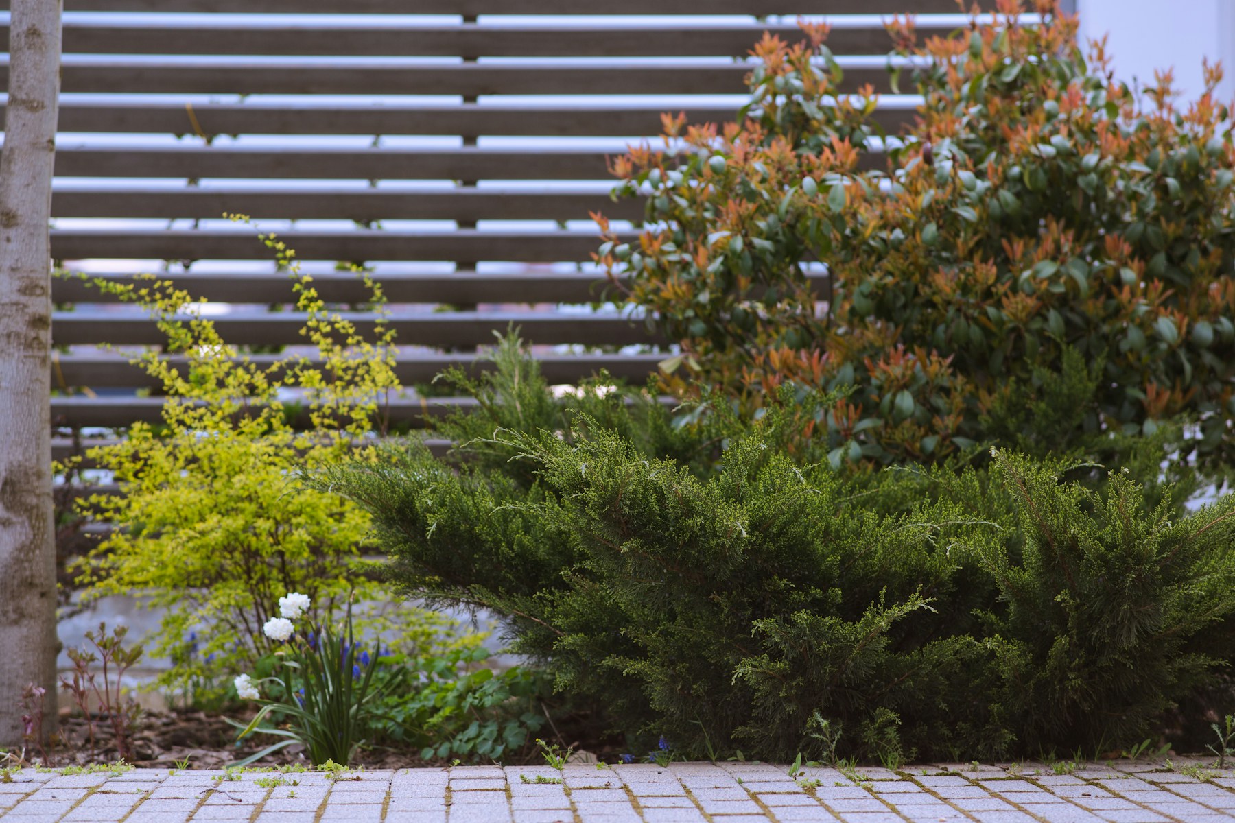 Moderner horizontaler Sichtschutzzaun mit Gartenbepflanzung