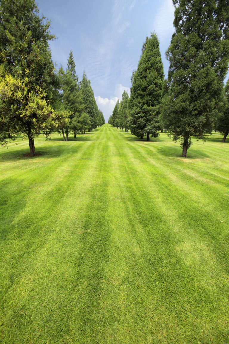 lawn and trees in the park