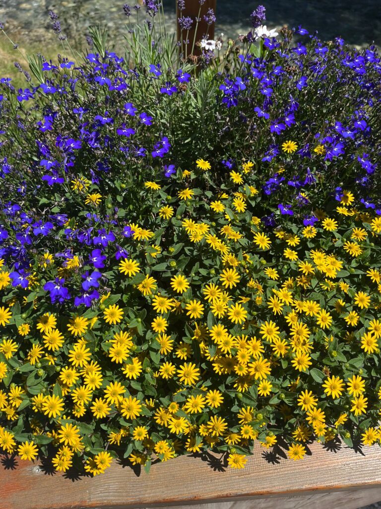 6db4f9ea 16bf 473d 97d3 11415a5f15fb