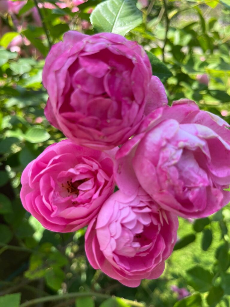 94647eb9 2ff6 4334 A9f9 61c585d39202