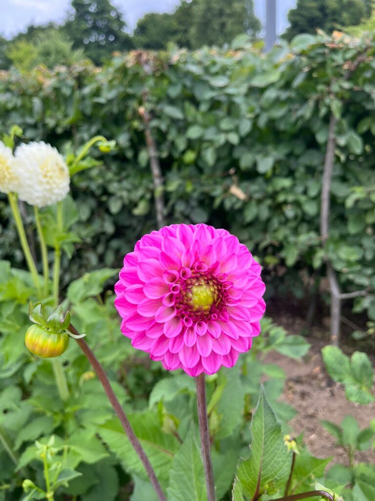 Ef937aa1 Cbcd 45e8 8e86 3badc3e7a936